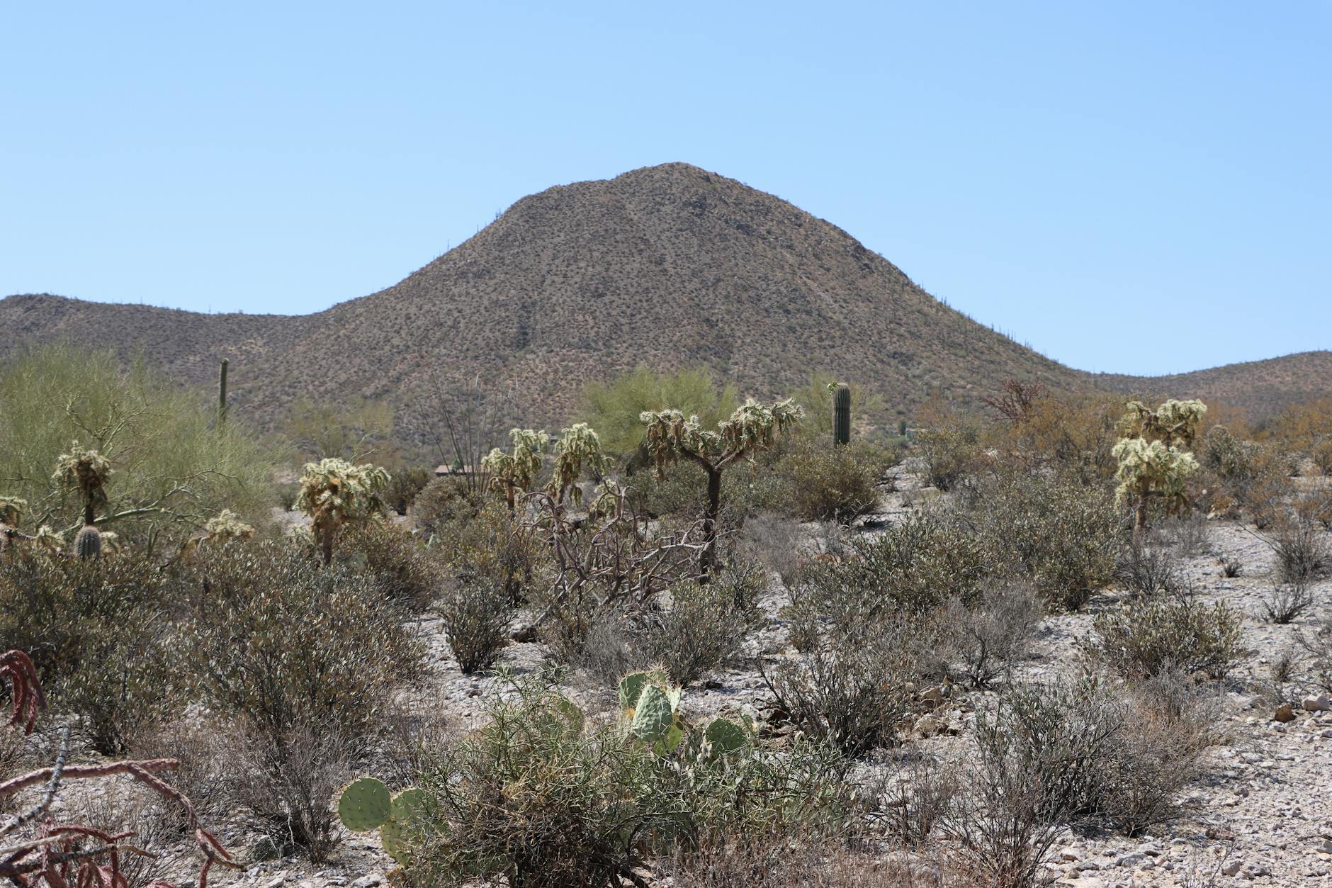 Expansive desert terrain showcasing the open world environments in Monster Hunter Wilds